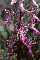 Orchis anatolica